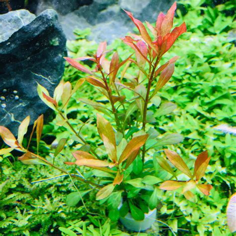 Ludwigia Repens Dark Red Ez2grow Live Aquarium Aquatic Etsy