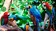 Loro Parque, online booking. Get your tickets for the best zoo in the ...