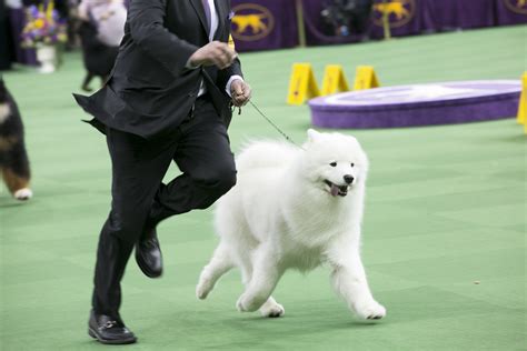Westminster Dog Show 2020 Guide With Photos Of Cute Dogs