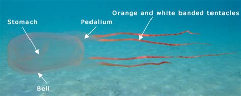 Blue Oceans Environment Marine Bonaire Banded Box Jellyfish