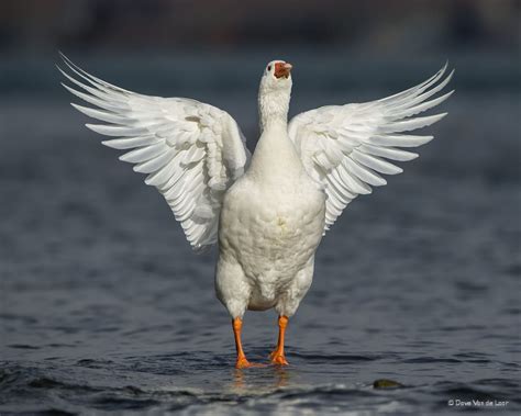 Emden Goose By Dave Van De Laar On 500px Goose Animals Van