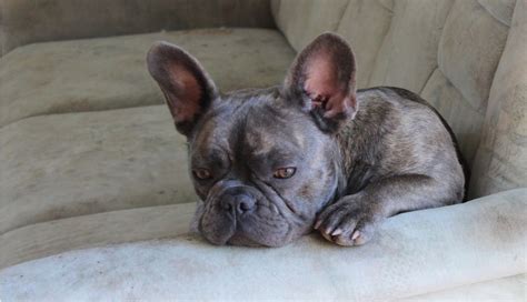 Do french bulldog drool a lot? Do French bulldogs have a lot of health problems ...
