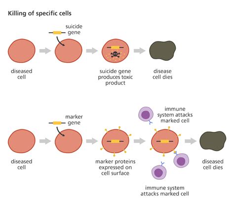 What is gene therapy? | Facts | yourgenome.org