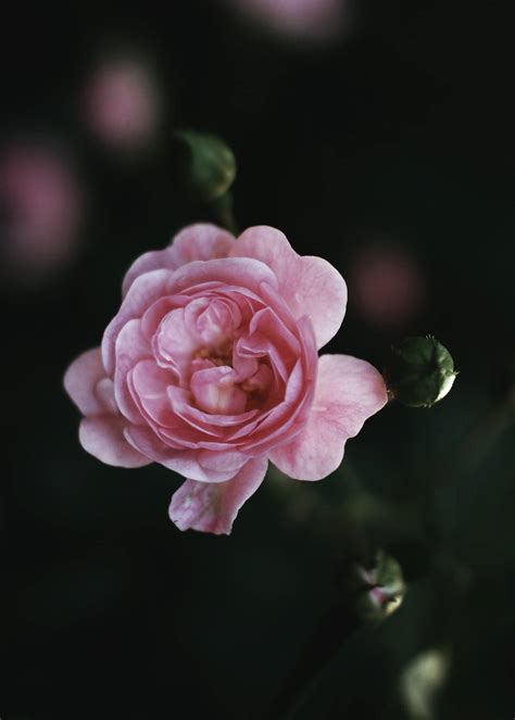 Download Pink Aesthetic Flower Closeup Wallpaper Wallpapers Com