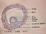 医学生组胚实验手绘图红蓝铅笔（已出成绩，满分💯~）