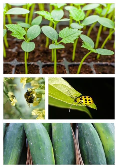 Best Tricks For Growing Great Cucumbers In Your Home Garden