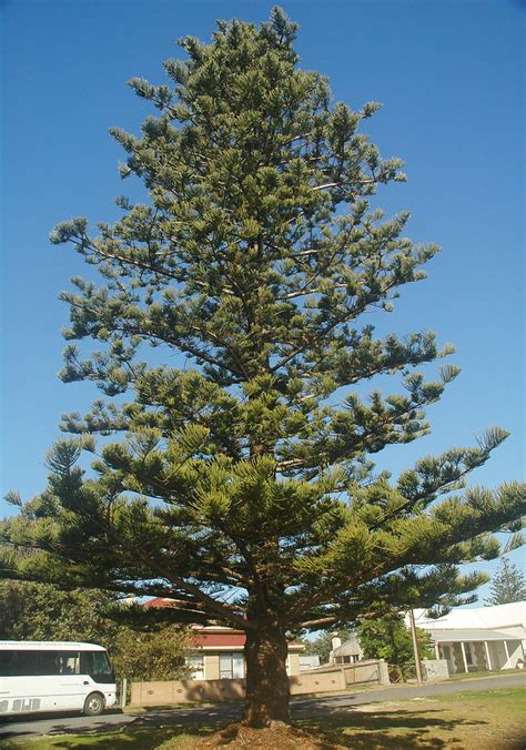 Araucaria Heterophylla Norfolk Island Pine Tree Kangaro Flickr