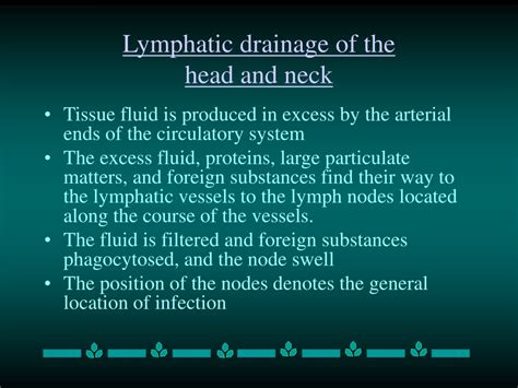 Ppt Lymphatic Drainage Of The Head And Neck Powerpoint Presentation