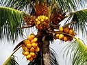 Conoce los diferentes tipos de palmera y escoge la adecuada