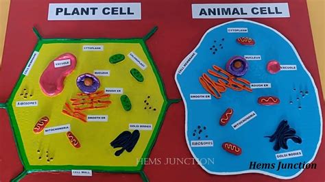 How To Make Plant Cell Model And Animal Cell Model For Science Fair