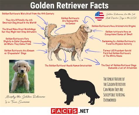 15 Golden Retriever Facts Lifespan Types Biology And More