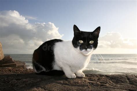 Stray Cat Cadiz Spain Stock Photos Free And Royalty Free Stock Photos