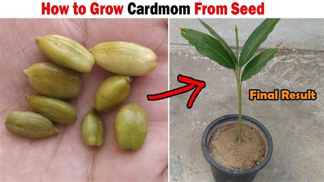 How To Grow Cardamom Plant From Seed Grow Cardamom Plant From Seeds