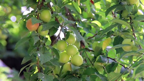 Fruit Trees Home Gardening Apple Cherry Pear Plum Cherry Plum