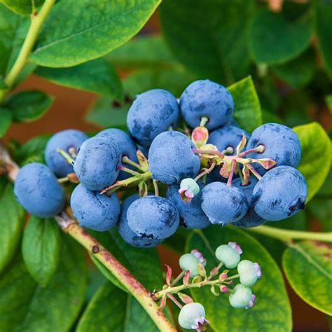 Gurneys 225 Gal Pot Ka Bluey Blueberry Bush Fruiting Plant Grown 1