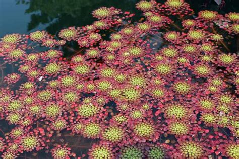 Ludwigia Sedioides Mosaic Flower