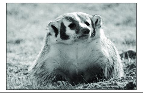 The American Badger Taxidea Taxus Photo © Gilbert Proulx Download