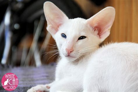 White Cat World