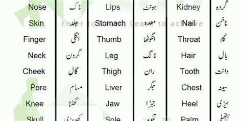 Check out our 129 pretty baby names for girls. Parts Of Body Names In Urdu And English With Pictures