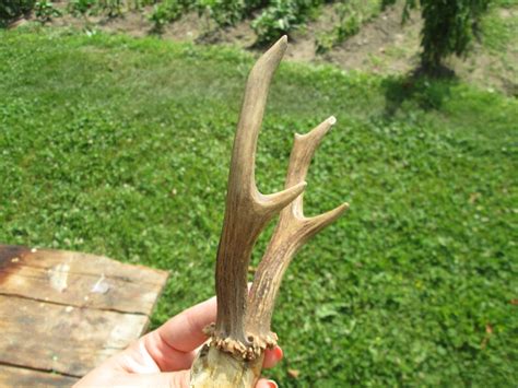 Deer Horns Natural Horns Pair Antler Horns Rustic Decor Etsy
