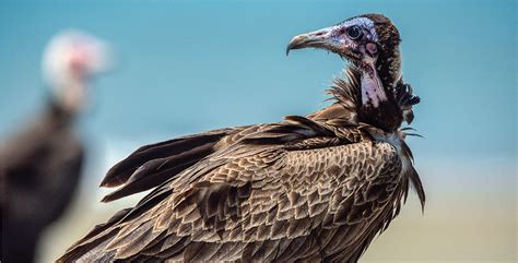 Deliberate Poisoning Of Africas Vultures Science