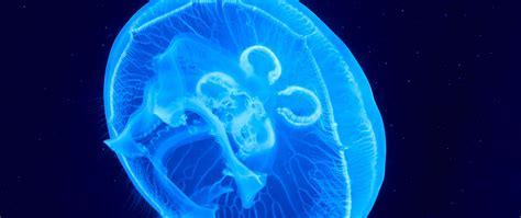 Download Wallpaper 2560x1080 Jellyfish Underwater World Glow Blue