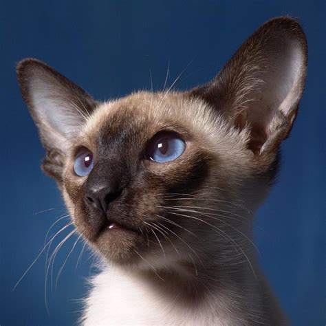 Types Of Siamese Cats