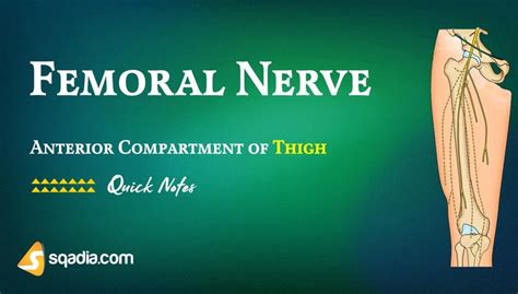 Lower Limb Anterior Compartment Of Thigh Femoral Nerve