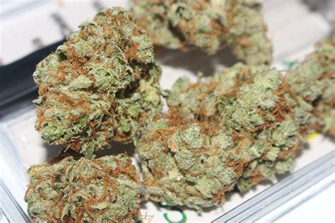 Strain Spotlight Gorilla Glue Thrive Nevada