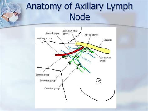 Axillary Lymph Node Diagram