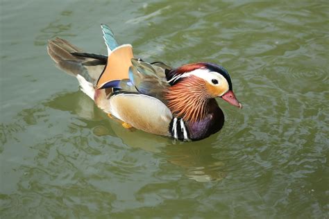1920x1080 Wallpaper Brown Gray And White Duck On Water At Daytime