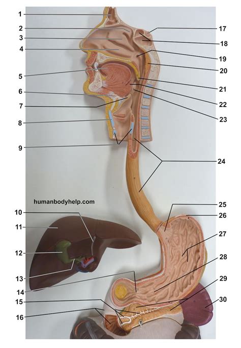 The torso or trunk is an anatomical term for the central part, or core, of many animal bodies (including humans) from which extend the neck and limbs. Digestive System Upper - Human Body Help