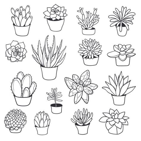 Succulent Plant Illustrations Royalty Free Vector Graphics And Clip Art