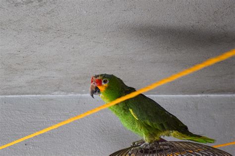 Green Parakeet Standing On Its Cage Stock Photo Download Image Now