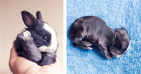 30 Days Of Adorable Bunnies Growing Up In Pictures