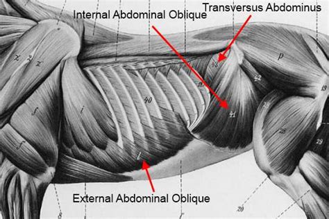 Muscles Of The Abdomen Diagram