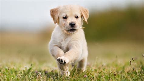 Scientists Identify When Puppies Reach 'Peak Cuteness' | Mental Floss