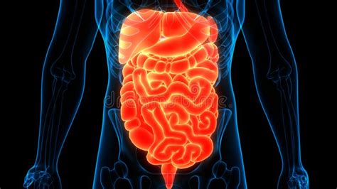 Human Internal Organs Digestive System Anatomy Stock Illustration