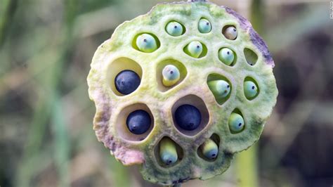 Trypophobia A Fear Of Holes Bumps And Clusters Cnn