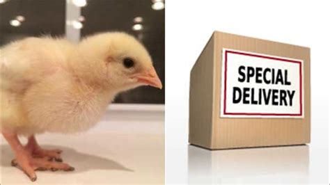 Man Sends Live Chicks Through The Mail To Prank Ex Girlfriend There