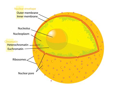 Parts Of A Human Cell Biology For Kids Nuclear Membrane Cell Structure