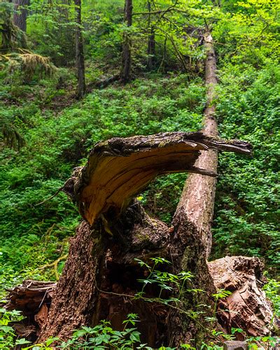 Fallen Wood Macleay Park Forest Park Portland Oregon Flickr