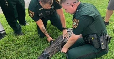 + body measurements & other facts. Large alligator attacks woman shielding her dog at lake in ...