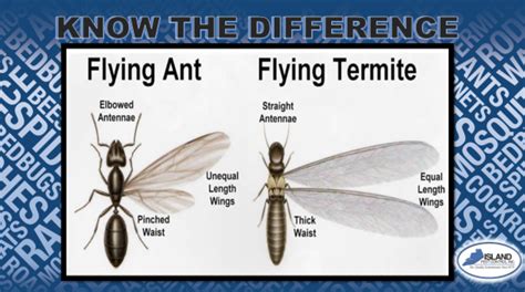 The Difference Between Flying Ants Vs Flying Termites