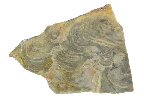 34 Polished Stromatolite From Russia 950 Million Years 180025