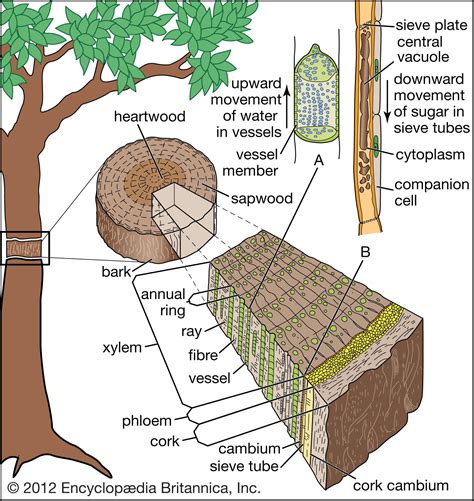 Sieve Element Plant Anatomy Britannica