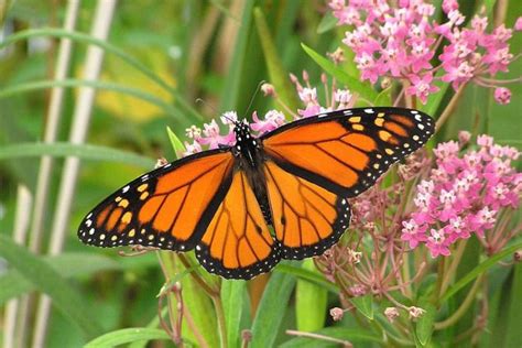 Monarch Butterfly Numbers In Mexico Rose 35 This Year Banderas News