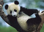 Amazing Giant Panda: Endangered Species, Giant Pandas Facts, Photos ...
