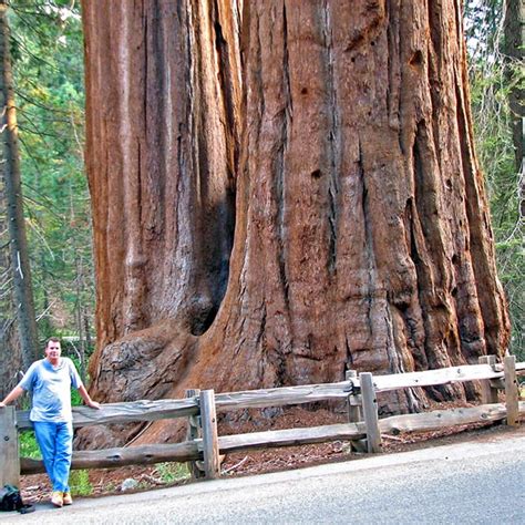 Sequoiadendron Giganteum Sequoia Gigantea Giant Redwood Buy Australian Seed