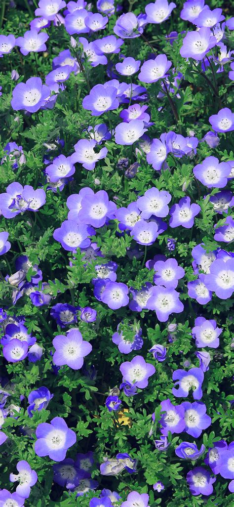 Iphone Wallpaper Nn49 Flower Spring Purple Nature